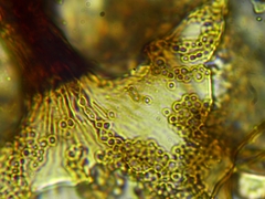 Cribraria microcarpa