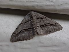 Digrammia continuata