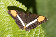 Adelpha syma