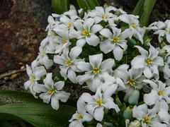 Zephyra compacta