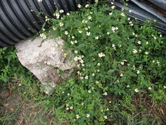 Bidens odorata