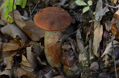 Leccinum