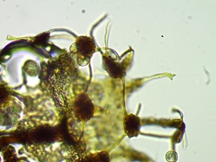 Cribraria microcarpa