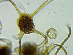 Cribraria microcarpa