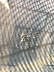 Polistes exclamans