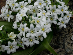 Zephyra compacta