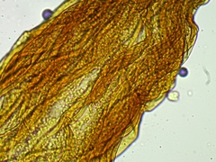 Cribraria microcarpa