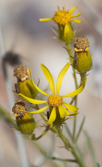 Senecio flaccidus