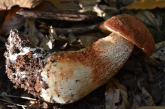 Leccinum