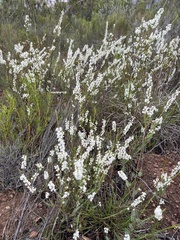 Struthiola dodecandra