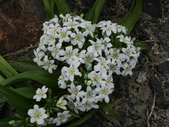 Zephyra compacta