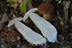 Leccinum
