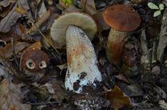 Leccinum
