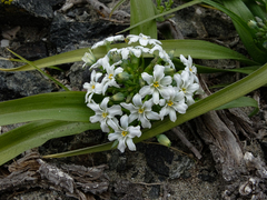 Zephyra compacta