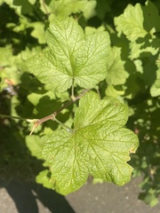 Ribes sanguineum
