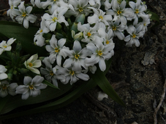 Zephyra compacta