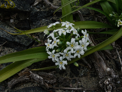Zephyra compacta
