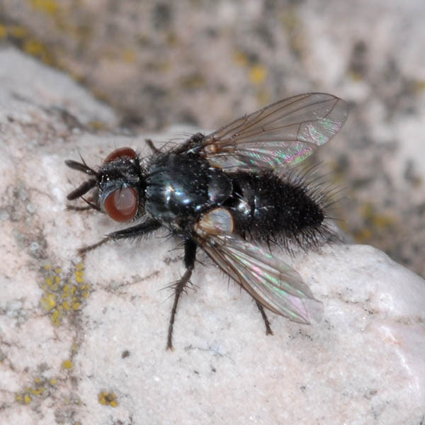 Policheta unicolor from Hungary on August 10, 2008 at 10:48 AM by Gábor ...