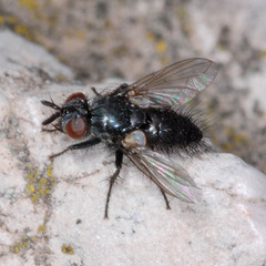 Policheta unicolor