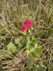 Pelargonium × hybridum