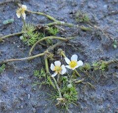 Ranunculus longirostris