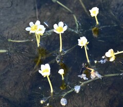 Ranunculus longirostris