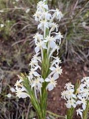 Struthiola dodecandra