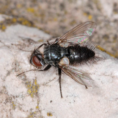 Policheta unicolor