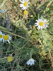 Anthemis cotula