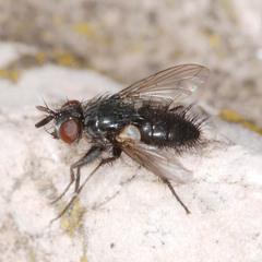 Policheta unicolor