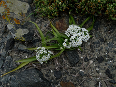 Zephyra compacta