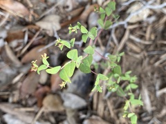 Euphorbia villifera