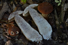 Leccinum