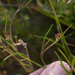 Centella macrocarpa