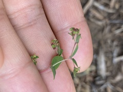 Euphorbia villifera