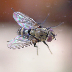 Thelyconychia solivaga