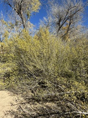 Forestiera pubescens pubescens