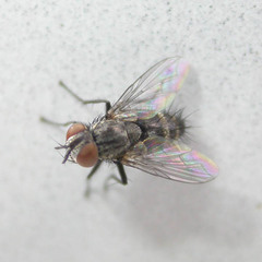 Thelyconychia solivaga