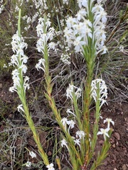 Struthiola dodecandra