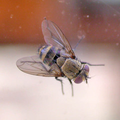 Thelyconychia solivaga