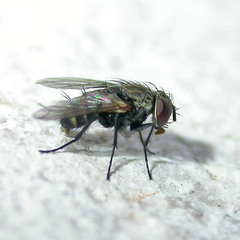 Thelyconychia solivaga