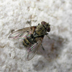 Thelyconychia solivaga