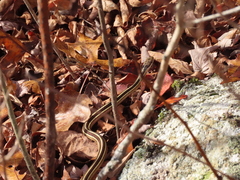 Thamnophis saurita saurita