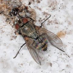 Thelyconychia solivaga