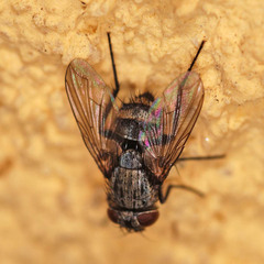 Thelyconychia solivaga