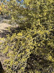 Forestiera pubescens pubescens