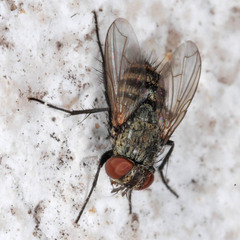 Thelyconychia solivaga