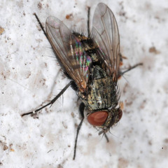 Thelyconychia solivaga