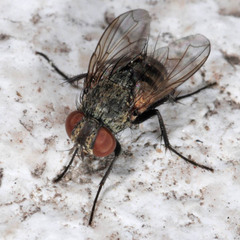 Thelyconychia solivaga