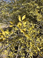 Forestiera pubescens pubescens